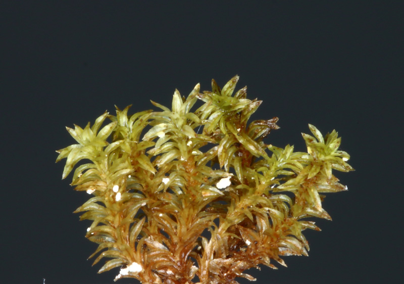 Zygodon rupestris